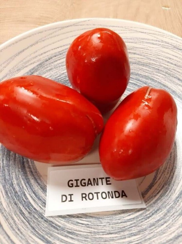 Rotondai óriás - Paradicsom különlegességek az Egzotikus Növények Stúdiója kínálatából